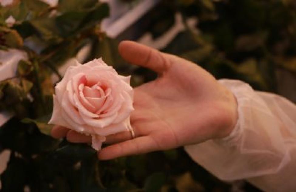 На прилавки цветочных магазинов поступили розы, выращенные в Толмачёво