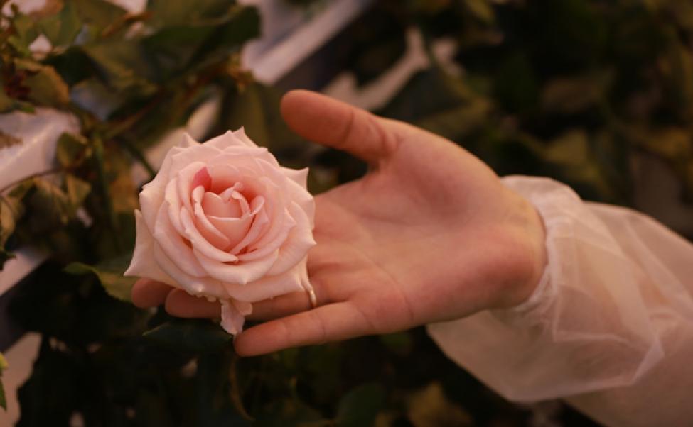 На прилавки цветочных магазинов поступили розы, выращенные в Толмачёво
