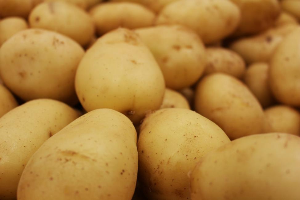 Для пенсионеров местные власти организуют посадку картофеля