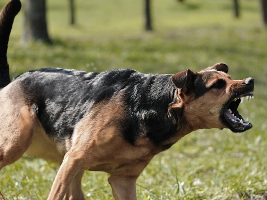 Агрессивную собаку поймали отловщики в Оби: что с ней будет