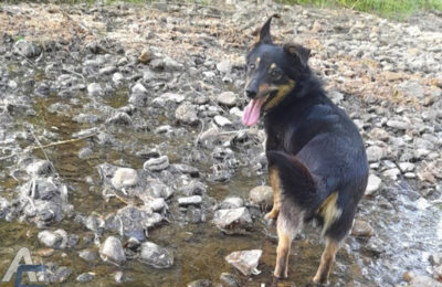 В Оби почти месяц ищут собаку Боню — она пропала во время погрузки в самолёт в аэропорту «Толмачёво» 