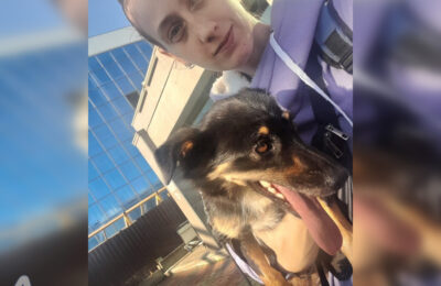 В Оби спустя полтора месяца нашли собаку Боню, потерявшуюся при погрузке в самолёт
