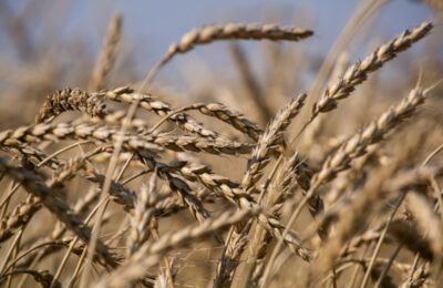 Новосибирские производители зерна получат 138 миллионов рублей господдержки из федерального бюджета