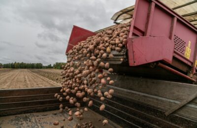 Аграрии Новосибирской области собрали более 60 тысяч тонн картофеля