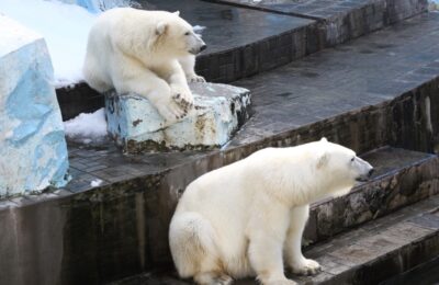 Новосибирский зоопарк повысит цены на билеты с 1 апреля