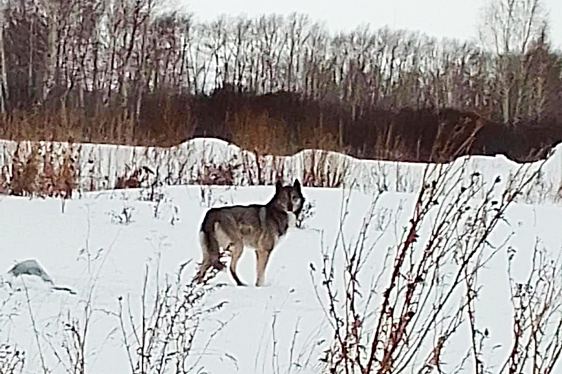 Животное похожее на волка заметили очевидцы рядом с Обью