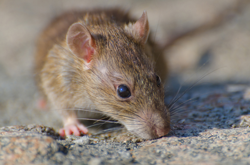 «Они людей-то не боятся»: огромные крысы оккупировали контейнерную площадку в Оби