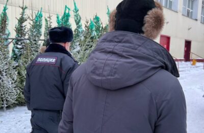 Легальность новогодних елей на рынках Новосибирской области проверили в минприроды