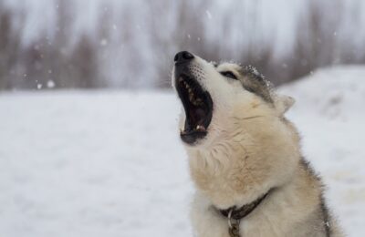 Колбаса привлекла голодных волков в Новосибирской области