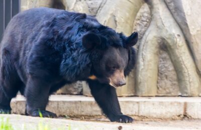 Заплутавшего медведя разыскивают в Заельцовском бору в Новосибирске