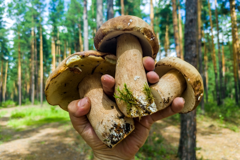О появлении первых грибов в Новосибирской области в 2024 году рассказал эксперт Зеленцов
