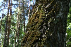 Новым лидером по укусам клещей в Новосибирской области стал Мошковский район