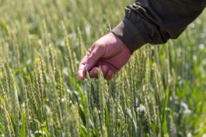 Борьбу с зелёным пожаром начали дачники в Новосибирской области