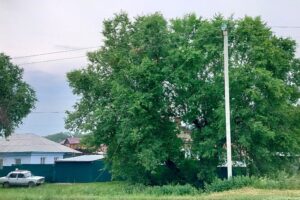 Ряд населённых пунктов Новосибирской области остался без света из-за сильной грозы