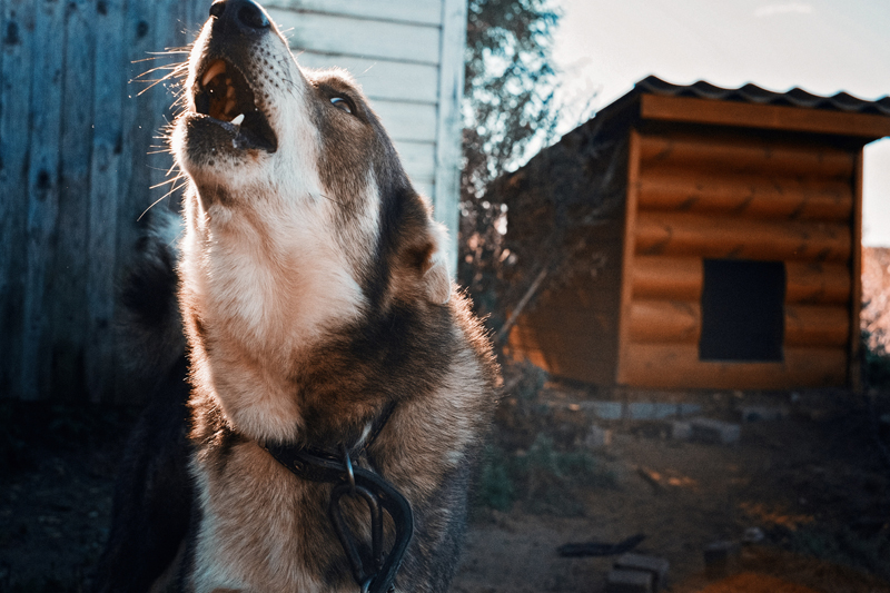 Бродячие собаки покусали пенсионера в центре города Обь под Новосибирском