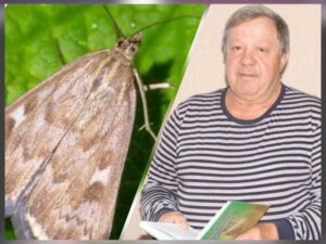 Более 200 видов растений под угрозой из-за гусениц-обжор в Новосибирской области