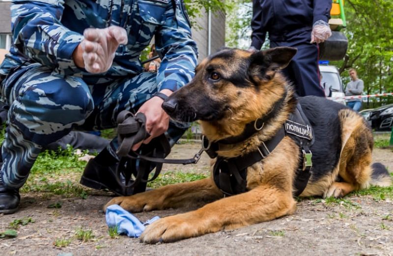 Чаще пропадать стали люди в Новосибирской области в 2024 году