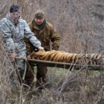 Дикую тигрицу из Хабаровского края привезли в Новосибирский зоопарк