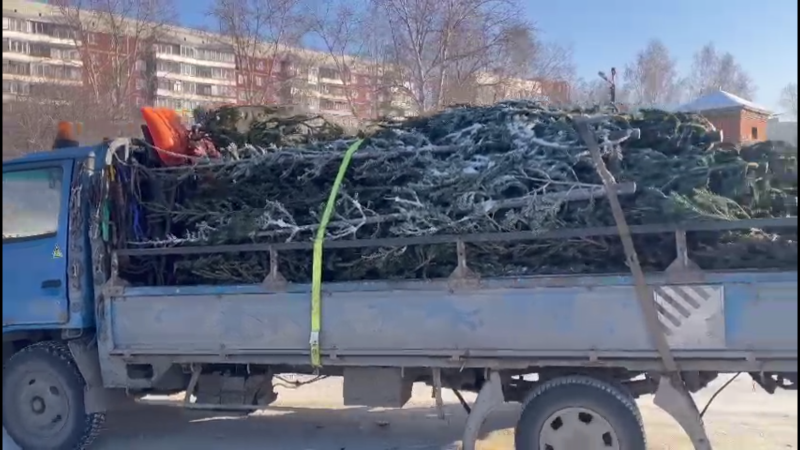 Более 70 новогодних ёлок изъяли на нелегальном базаре в Новосибирске