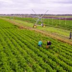 Почти в семь раз увеличился экспорт сельхозпродукции в Новосибирской области