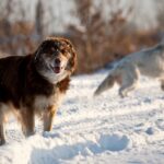 Насмерть загрызли женщину бродячие собаки на Хилокском жилмассиве в Новосибирске