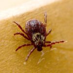 Новосибирцы начали сталкиваться с клещами-переносчиками энцефалита и боррелиоза