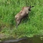 Летние убежища лосей раскрыты в Новосибирской области благодаря новой технике
