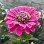 Синоптики предупредили новосибирцев о неожиданных заморозках в конце августа