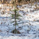 Качественное лесовосстановление обеспечивает экологическое благополучие Новосибирской области
