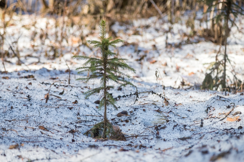Качественное лесовосстановление обеспечивает экологическое благополучие Новосибирской области