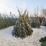 В Новосибирск поступила первая партия хвойных деревьев для новогодних базаров