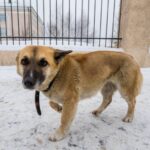 В Кыштовском районе прокуратура добилась компенсации за нападение собаки на ребенка