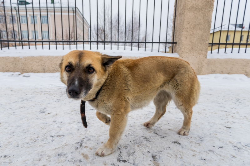 В Кыштовском районе прокуратура добилась компенсации за нападение собаки на ребенка