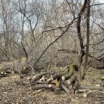 Аварийные деревья и сухостой убрали на территории будущего парка Усть Тула в Новосибирске