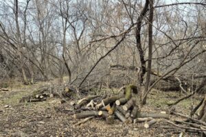 Аварийные деревья и сухостой убрали на территории будущего парка Усть Тула в Новосибирске