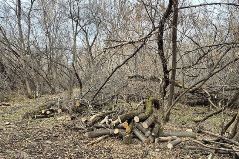 Аварийные деревья и сухостой убрали на территории будущего парка Усть Тула в Новосибирске