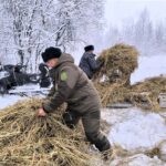 Популяции диких животных растут в Новосибирской области благодаря улучшению условий обитания