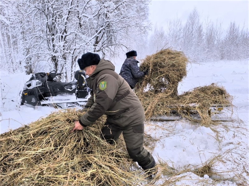 Популяции диких животных растут в Новосибирской области благодаря улучшению условий обитания