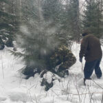 Беспилотники будут следить за заготовкой новогодних елок в Новосибирской области