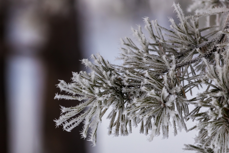 Губернатор Травников призвал службы готовиться к грядущей морозной неделе