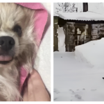 Спасение из сугроба: в Оби нашли собаку породы шпиц, выброшенную на верную гибель