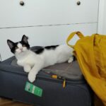 Почти тысяча новосибирских питомцев побывала с хозяевами за границей в 2025 году