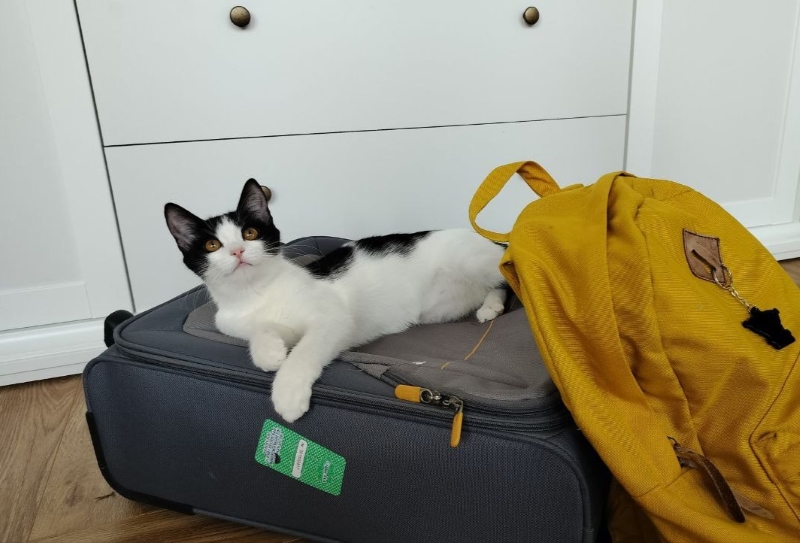 Почти тысяча новосибирских питомцев побывала с хозяевами за границей в 2025 году