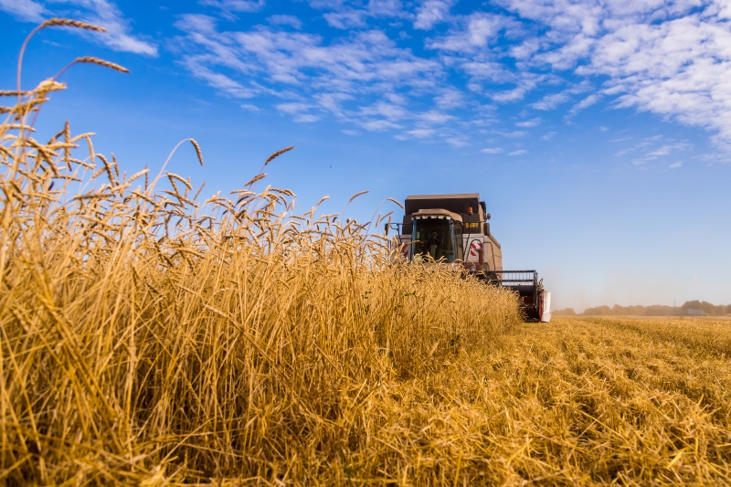 Новосибирская область экспортировала более 2,6 млн тонн агропродукции в 2025 году