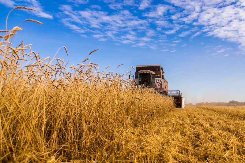 Глава минсельхоза НСО назвал сохранение посевных площадей приоритетом 2026 года