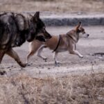 Карантин из-за очага бешенства введен в Новосибирске на Гранатовом переулке