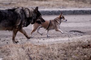 Карантин из-за очага бешенства введен в Новосибирске на Гранатовом переулке