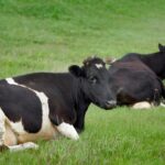 Изъятие скота в Новосибирской области прокомментировал эпидемиолог Онищенко