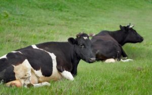 Изъятие скота в Новосибирской области прокомментировал эпидемиолог Онищенко