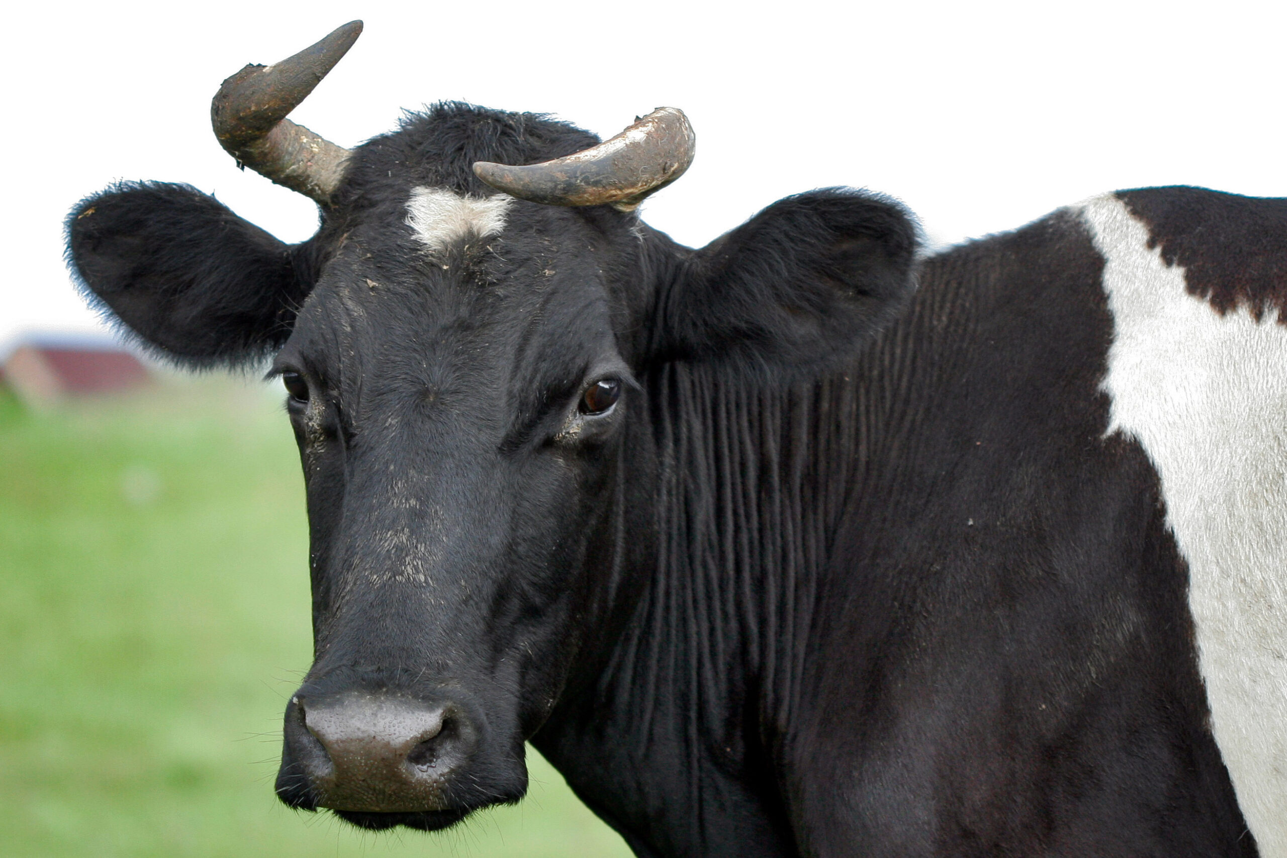 Мошенники и тут не дремлют
